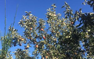 Las manzanas en la Patagonia